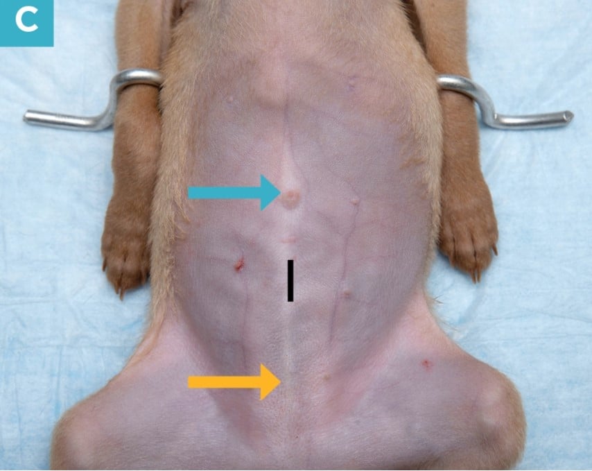 Spay Surgery in Dogs and Cats Timing: When Should You Schedule?