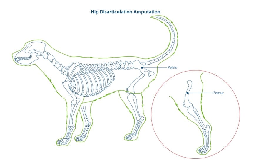 Amputation Surgery in Pets
