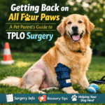 Getting Back on All Four Paws: A Pet Parent's Guide to TPLO Surgery Getting Back on All Four Paws: A Pet Parent's Guide to TPLO Surgery