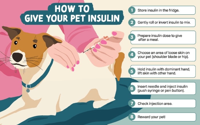 Canine Diabetes Mellitus: Causes, Symptoms, Diagnosis, Treatment, and Long-Term Care How can diabetes mellitus be treated by the vets?