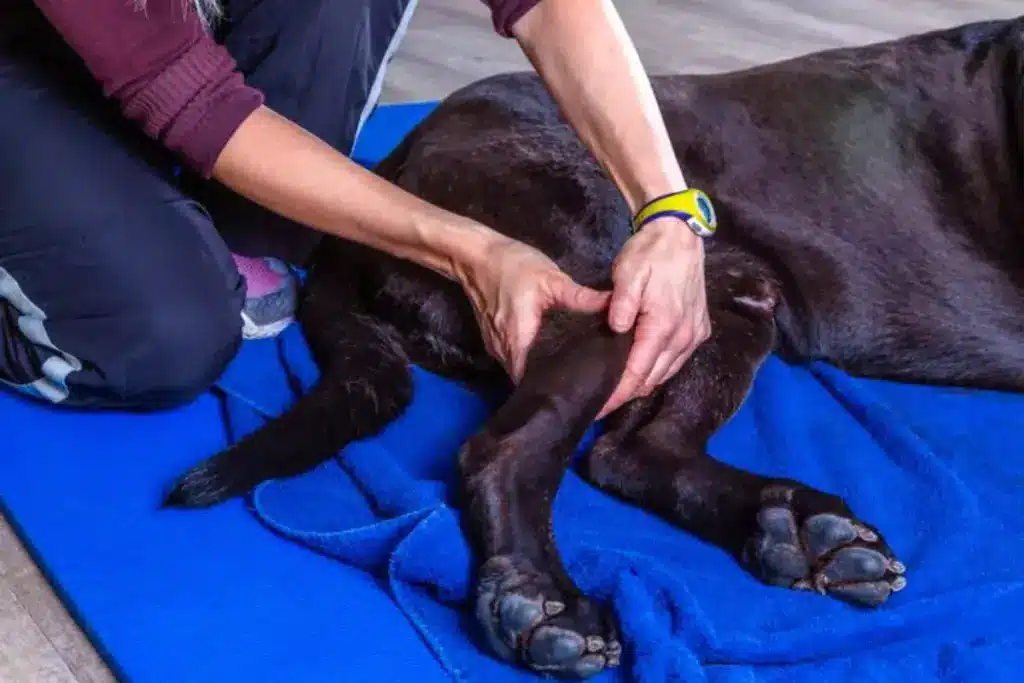 Getting Back on All Four Paws: A Pet Parent's Guide to TPLO Surgery Let us talk about the CCL injury in the dogs