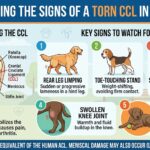 Recognizing the Signs of a Torn CCL in Your Pet Recognizing the Signs of a Torn CCL in Your Pet