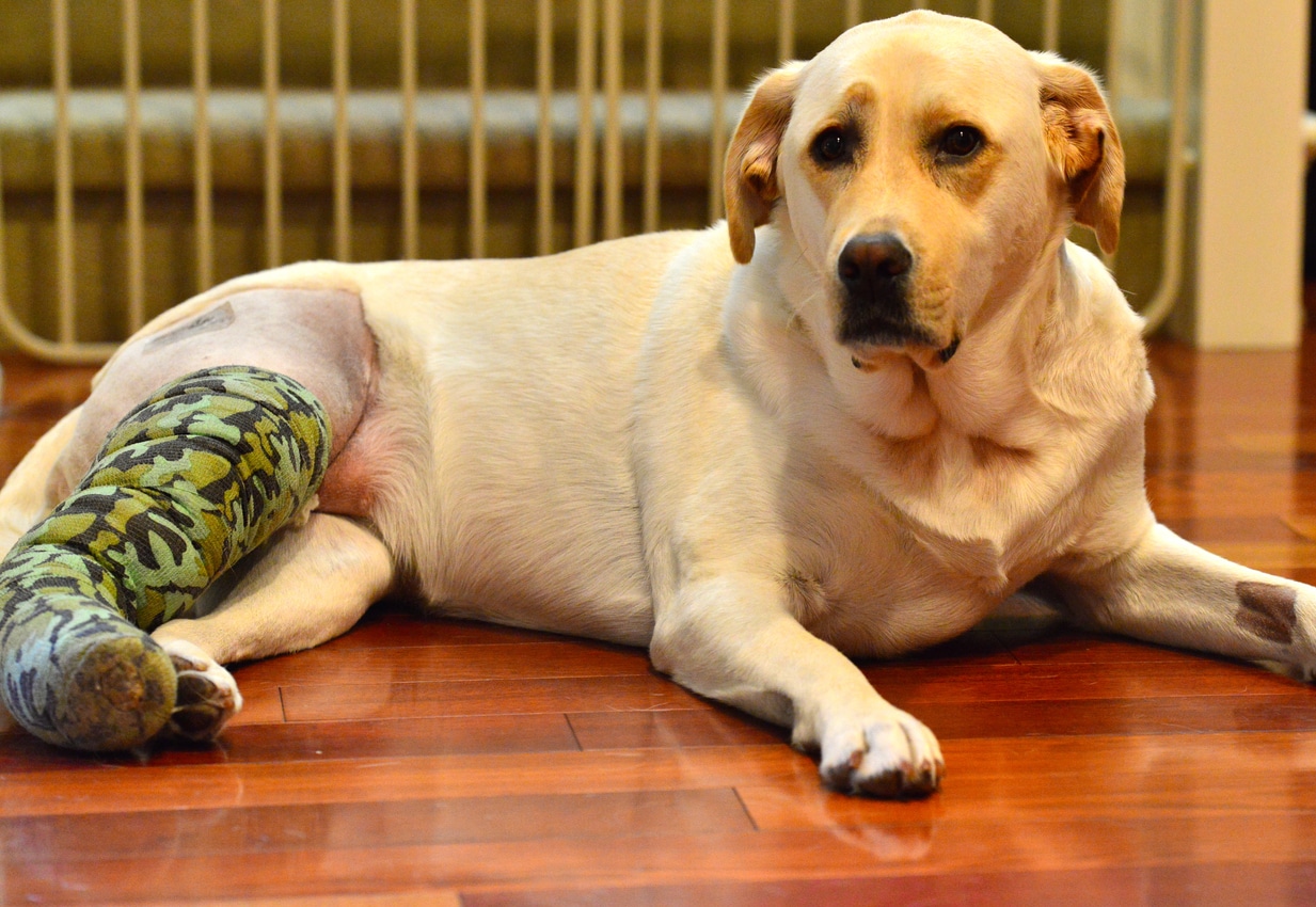 Getting Back on All Four Paws: A Pet Parent's Guide to TPLO Surgery The healing journey for the dog after the TPLO surgery