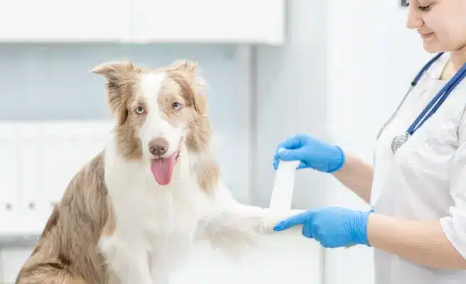 Veterinary Emergency: Signs, What to Do, and When to Seek Immediate Care Understanding veterinary emergency