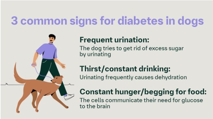 Canine Diabetes Mellitus: Causes, Symptoms, Diagnosis, Treatment, and Long-Term Care What are the common signs that should never be ignored for diabetes mellitus in your pets
