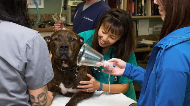 Veterinary Emergency: Signs, What to Do, and When to Seek Immediate Care What happens at the veterinary hospital during the veterinary emergency?