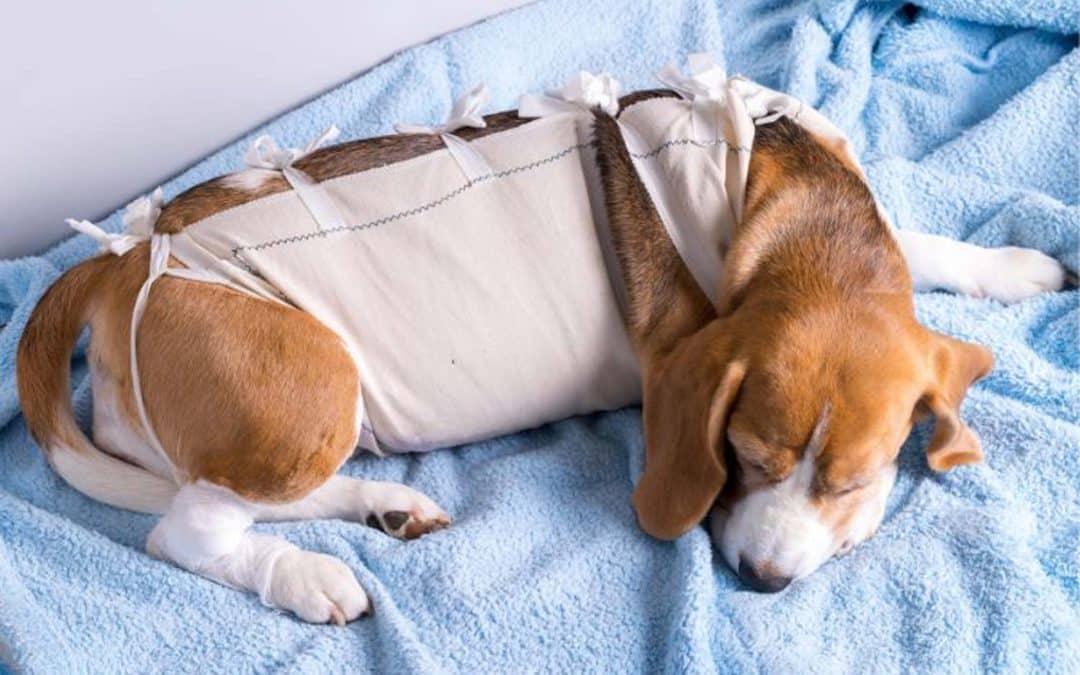 The Owner's Guide to the Cost of TPLO Surgery: What's Included? What is the post-surgery care for the dog?
