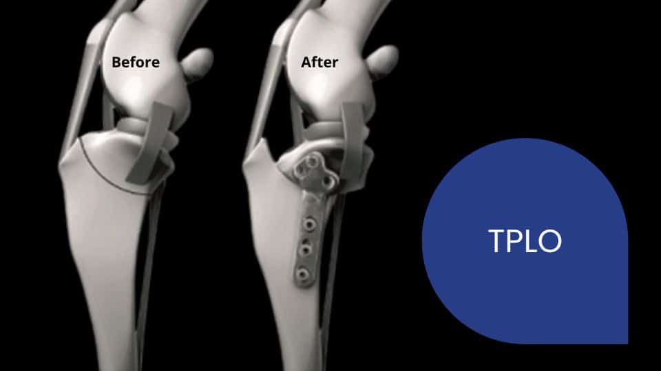 Getting Back on All Four Paws: A Pet Parent's Guide to TPLO Surgery Why TPLO surgery will be the best thing to cure CCL injury in dogs