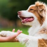 The Unseen Injury: Why Your Dog’s CCL Tore (and Which Breeds are at Higher Risk) The Unseen Injury: Why Your Dog’s CCL Tore (and Which Breeds are at Higher Risk)