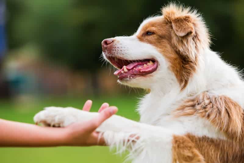 The Unseen Injury: Why Your Dog’s CCL Tore (and Which Breeds are at Higher Risk)