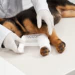 Is Tightrope Knee Surgery Safe for Dogs? What Every Pet Owner Must Know Is Tightrope Knee Surgery Safe for Dogs? What Every Pet Owner Must Know