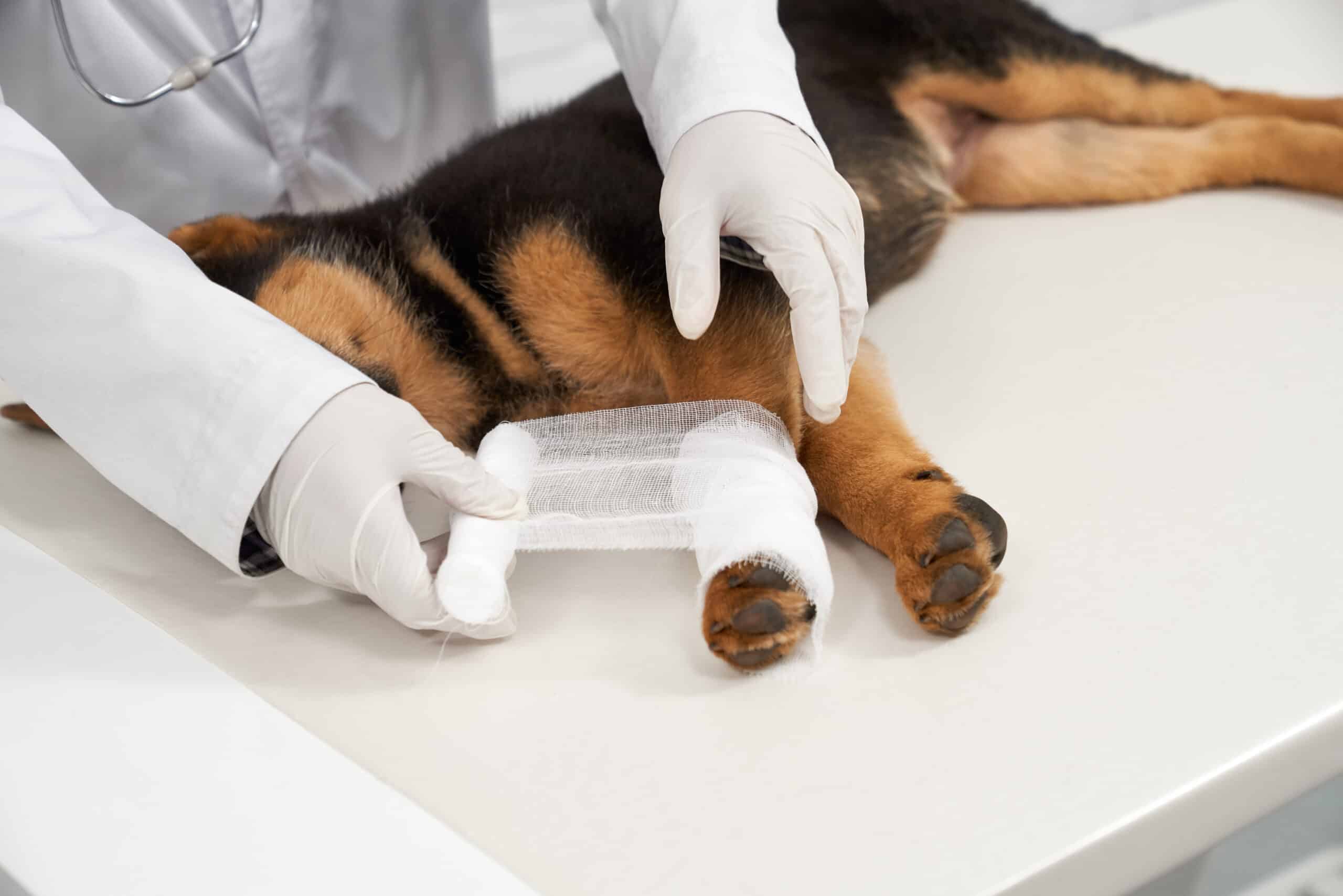 Is Tightrope Knee Surgery Safe for Dogs? What Every Pet Owner Must Know