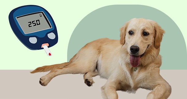 Canine Diabetes Mellitus: Causes, Symptoms, Diagnosis, Treatment, and Long-Term Care understanding canine diabetes mellitus