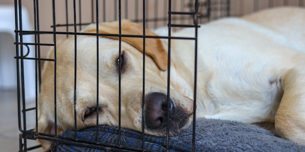 Cabin Fever in a Cast: 8 Ways to Keep Your Pet Happy During Strict Rest 8 Ways to Keep Your Pet Happy During Strict Rest