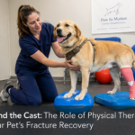 Beyond the Cast: The Role of Physical Therapy in Your Pet’s Fracture Recovery Beyond the Cast: The Role of Physical Therapy in Your Pet’s Fracture Recovery