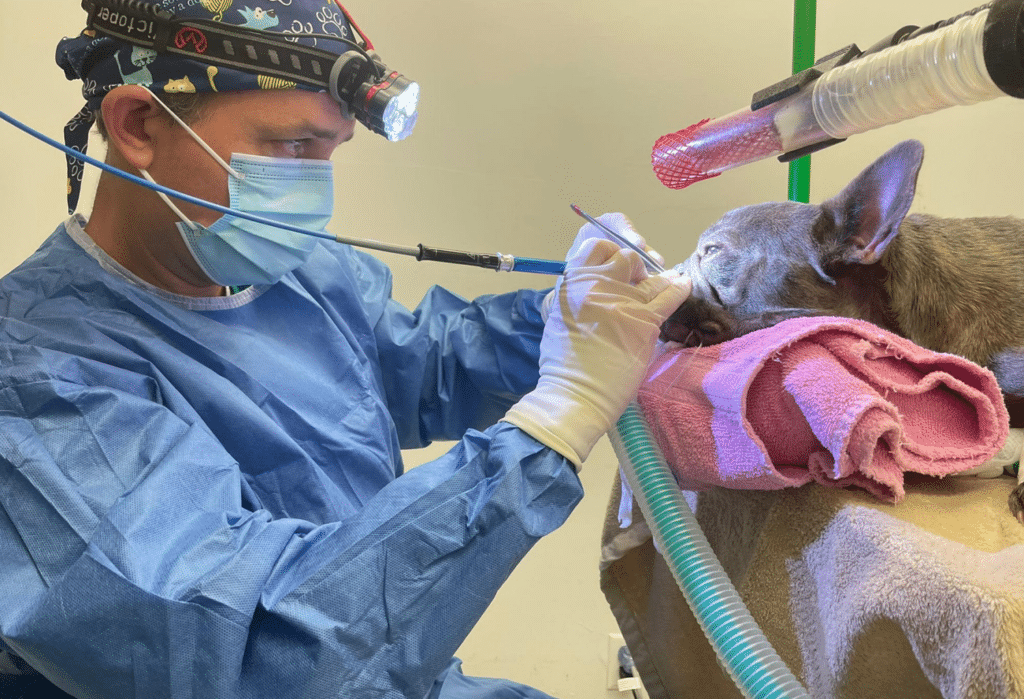 Brachycephalic Airway Syndrome (BOAS) Surgery