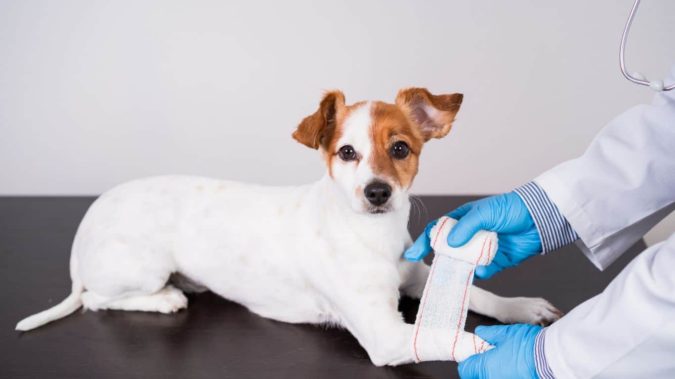 Splints, Pins, and Plates: A Pet Owner’s Guide to Fracture Repair Options Guide to Fracture Repair Options