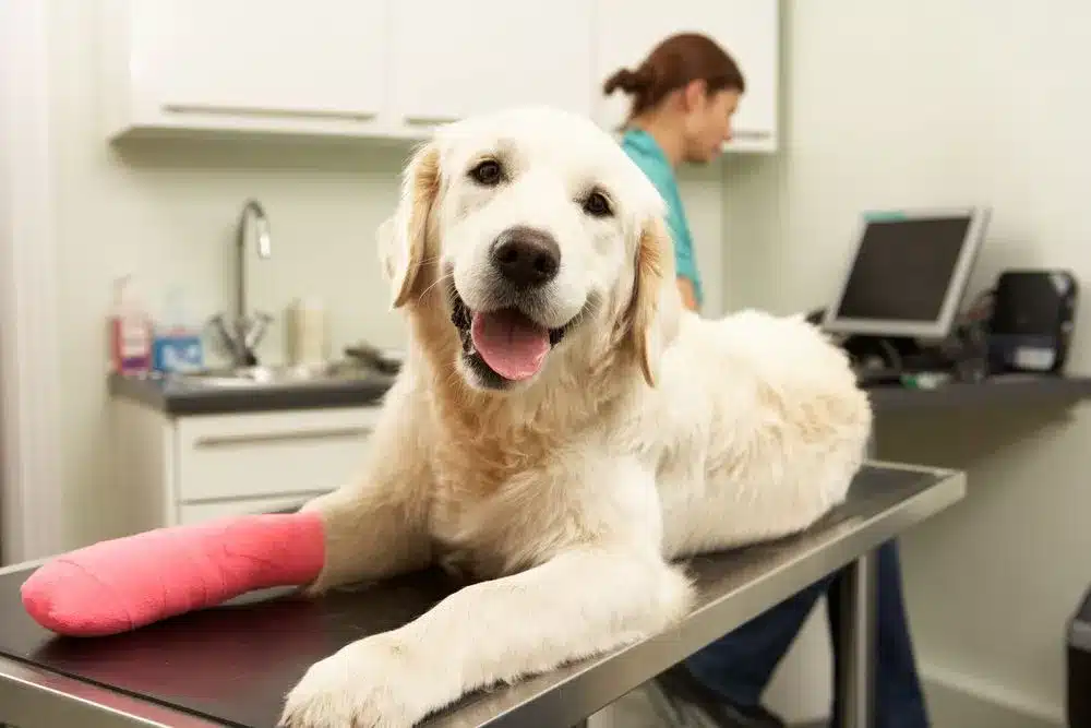 The Most Common Pet Fractures We See (And How They Happen) Most Common Pet Fractures