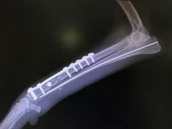 Splints, Pins, and Plates: A Pet Owner’s Guide to Fracture Repair Options Plats and screws