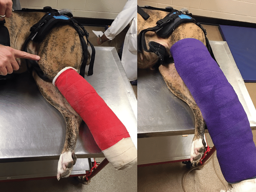 Splints, Pins, and Plates: A Pet Owner’s Guide to Fracture Repair Options Splits and casts for the fracture repair