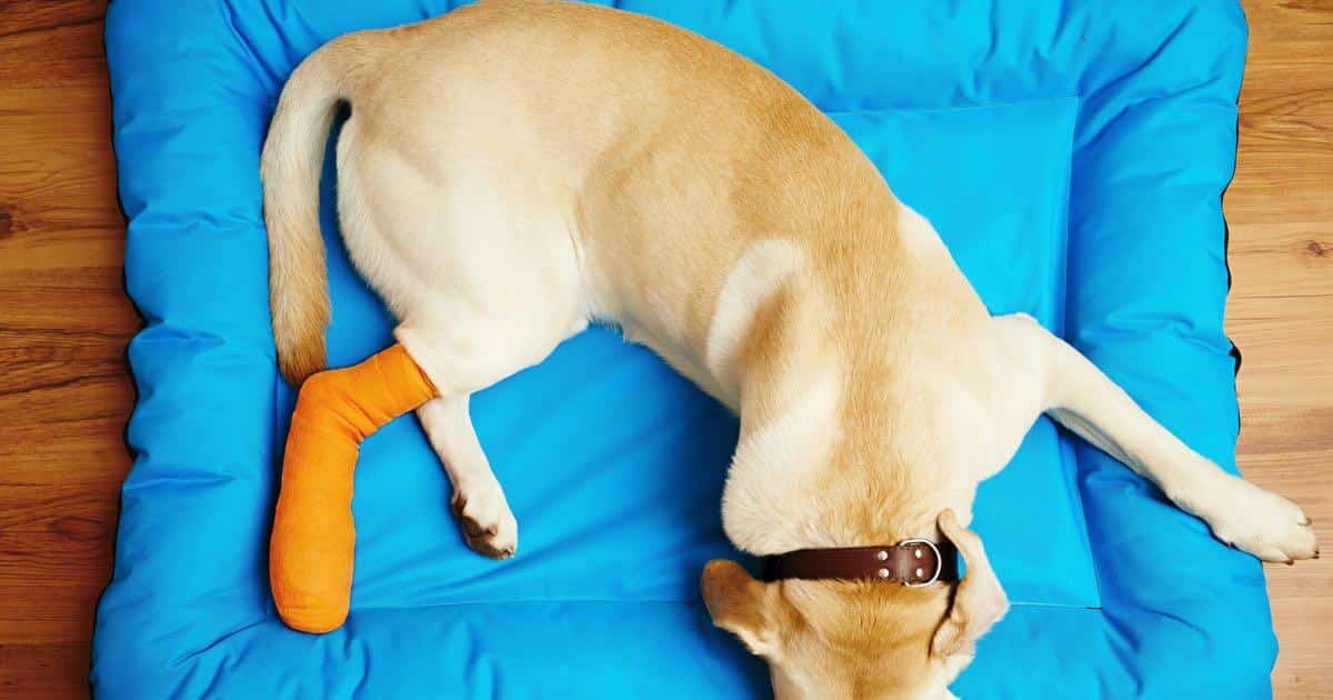 My Pet Might Have a Broken Bone: A First-Aid Guide for the Drive to the Vet Symptoms that show your pet has a broken bone