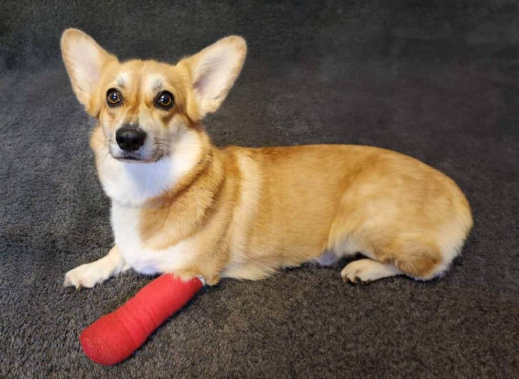 My Pet Might Have a Broken Bone: A First-Aid Guide for the Drive to the Vet Things to avoid during the bone-breaking emergency