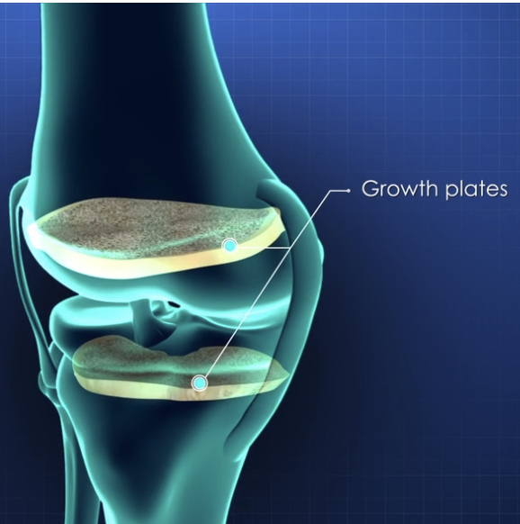 Growth Plate Fractures: The Unique Injury Risk for Puppies and Kittens growth plates