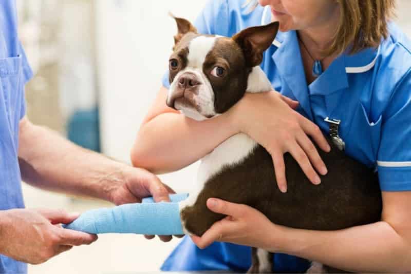 The Most Common Pet Fractures We See (And How They Happen) Understanding pet fractures