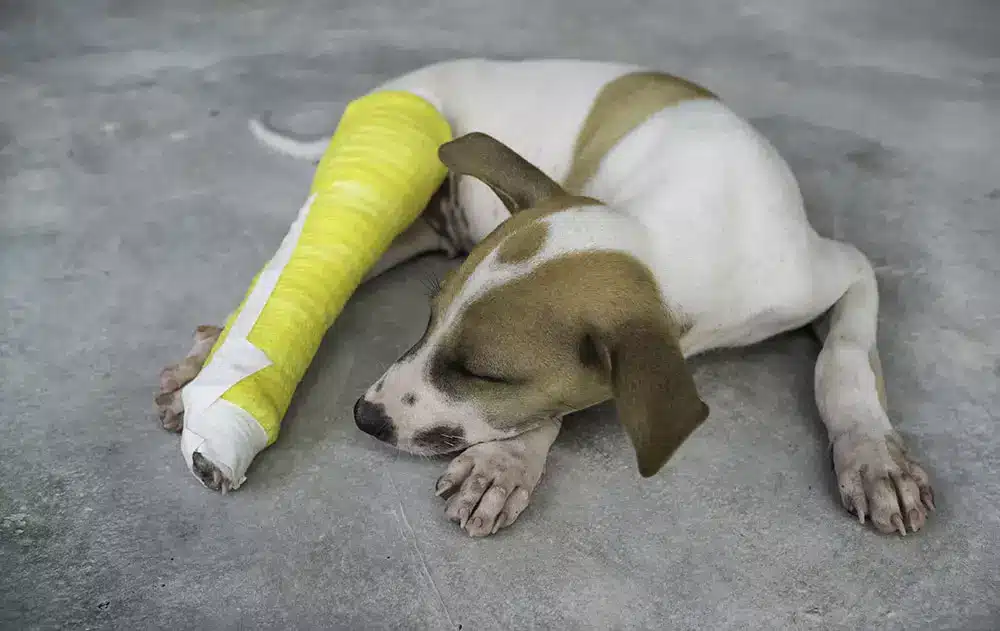 Splints, Pins, and Plates: A Pet Owner’s Guide to Fracture Repair Options What will the recovery and aftercare look like?