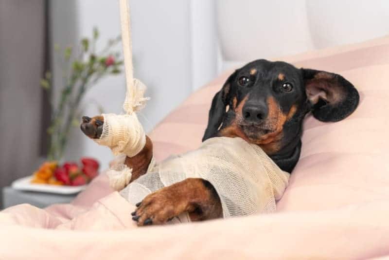 Splints, Pins, and Plates: A Pet Owner’s Guide to Fracture Repair Options What are pet fractures?