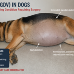 Bloat (GDV) in Dogs: Life-Threatening Condition Requiring Surgery Bloat (GDV) in Dogs: Life-Threatening Condition Requiring Surgery