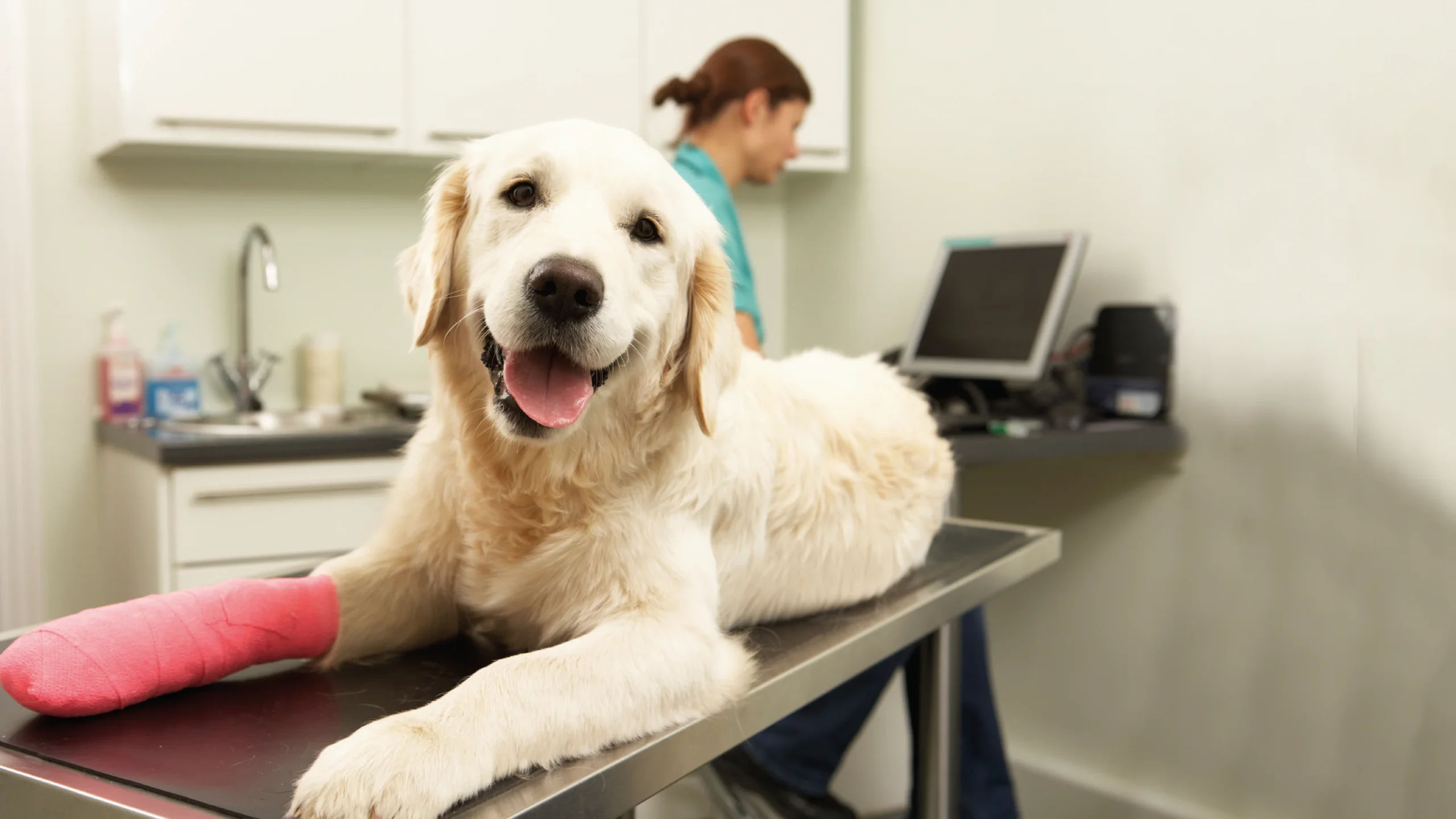 General Vet vs Specialized Surgical Center: What’s Better? General Vet