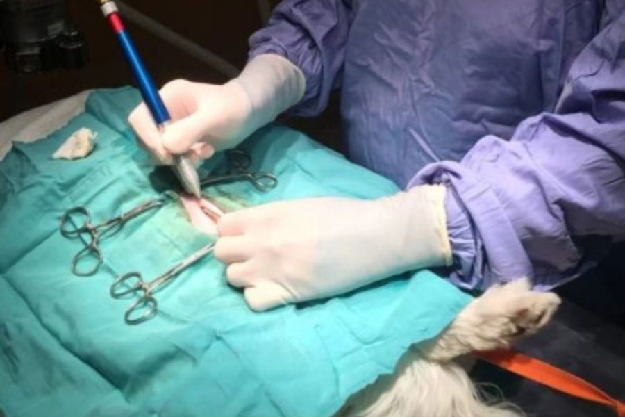 Home Care vs Surgical Treatment: Risks Every Owner Should Know How to Make a Decision about Whether to Use Surgery or Home Care
