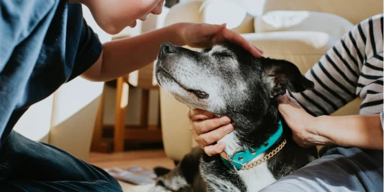 Home Care vs Surgical Treatment: Risks Every Owner Should Know Knowing about home care for pets