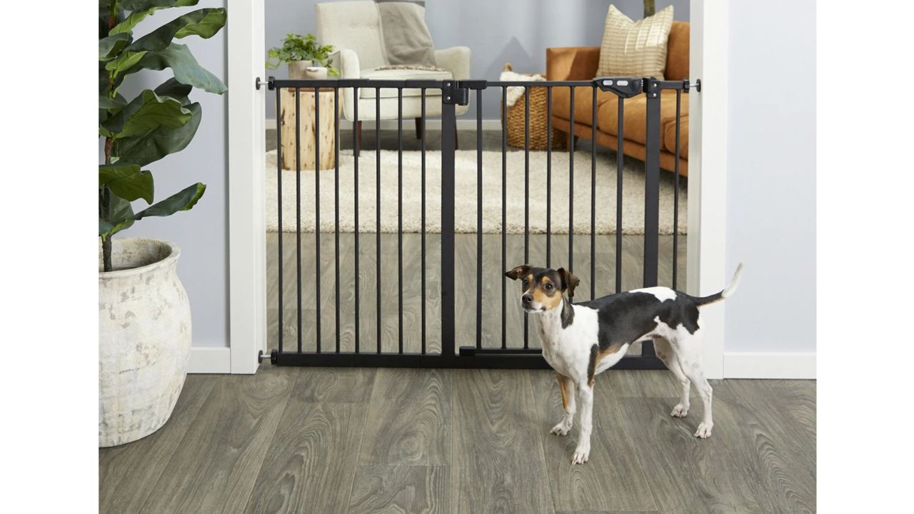 Fracture Prevention 101: 5 Ways to Make Your Home Safer for Your Pet Limiting their access to heights