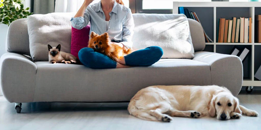 Fracture Prevention 101: 5 Ways to Make Your Home Safer for Your Pet Pet-friendly furniture