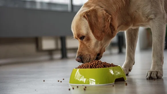 Fracture Prevention 101: 5 Ways to Make Your Home Safer for Your Pet Pet’s Health