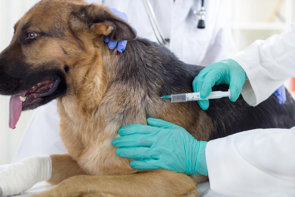 Home Care vs Surgical Treatment: Risks Every Owner Should Know Risks associated with surgery
