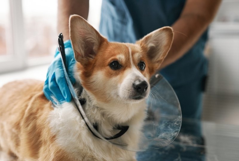 Home Care vs Surgical Treatment: Risks Every Owner Should Know Risks involved in choosing home care