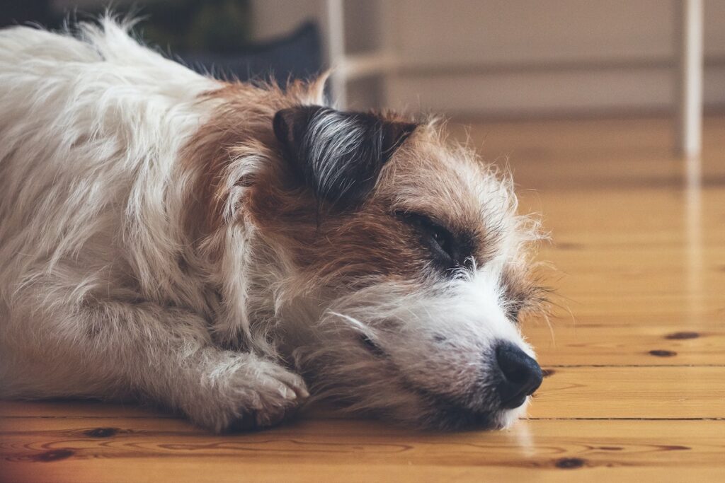 Fracture Prevention 101: 5 Ways to Make Your Home Safer for Your Pet Securing the slippery floors