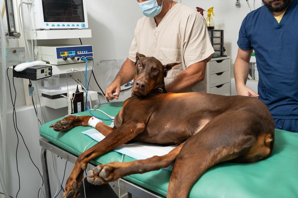 Same-Day Pet Surgery: When It’s Possible & When It’s Not Understanding the same-day pet surgery?