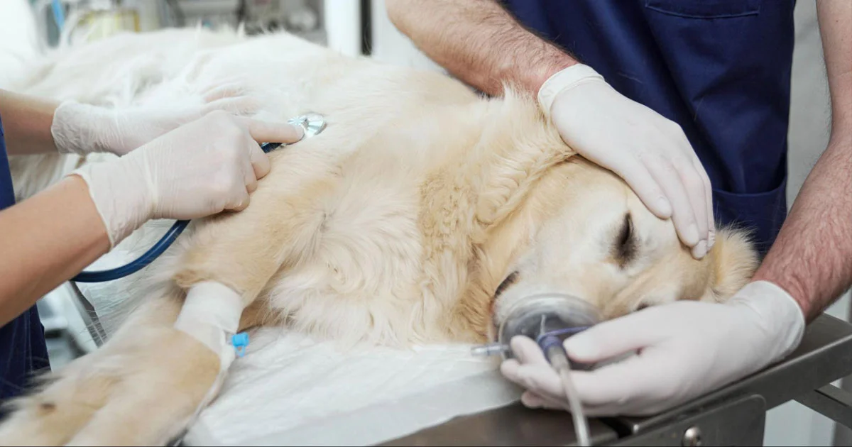 Same-Day Pet Surgery: When It’s Possible & When It’s Not What are the main benefits of same-day pet surgery?