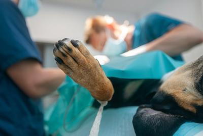 General Vet vs Specialized Surgical Center: What’s Better? When a specialty surgery center is a good choice