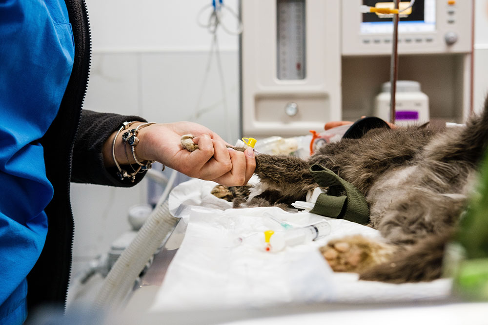 Home Care vs Surgical Treatment: Risks Every Owner Should Know When surgery is necessary