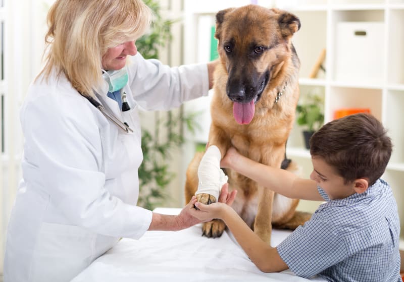 Emergency Symptoms Checklist: When to Rush for Surgery When to Go to an Emergency Animal Medical Facility