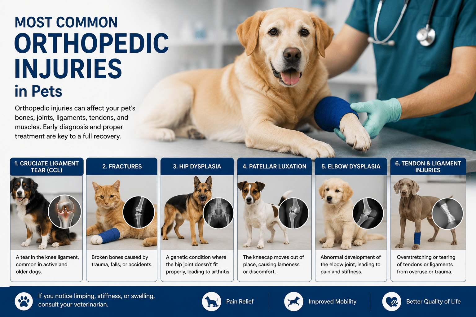 Common Orthopedic Injuries in Pets and Their Treatment Options Most Common Orthopedic Injuries