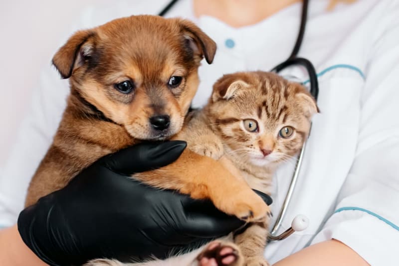 Why Preventive Care Is the Key to Your Pet's Long-Term Health Understanding preventive care for pets