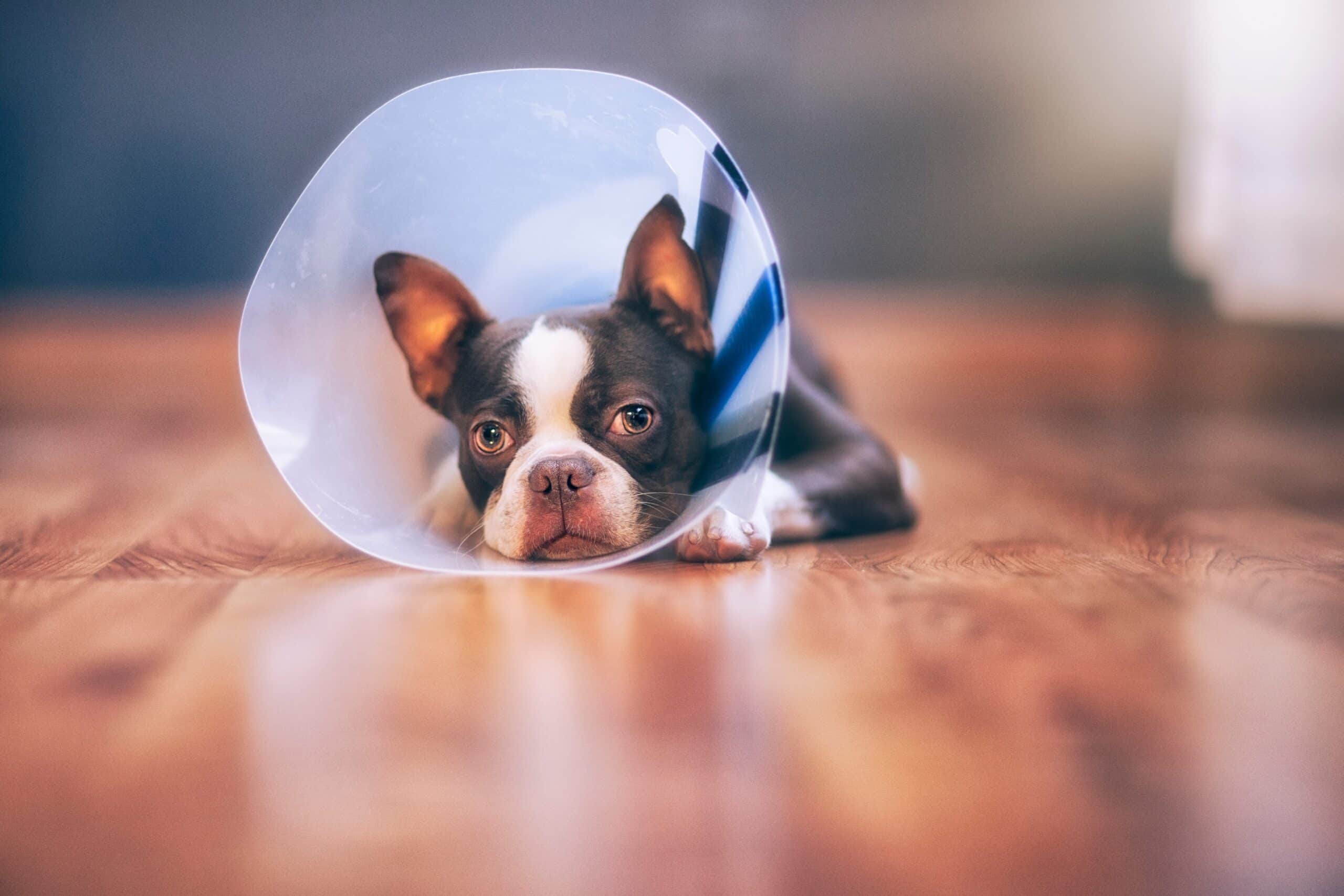 Signs Your Pet May Need Orthopedic Evaluation What are the Signs Your Pet May Need Orthopedic Evaluation?