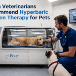 When Veterinarians Recommend Hyperbaric Oxygen Therapy for Pets When Veterinarians Recommend Hyperbaric Oxygen Therapy for Pets