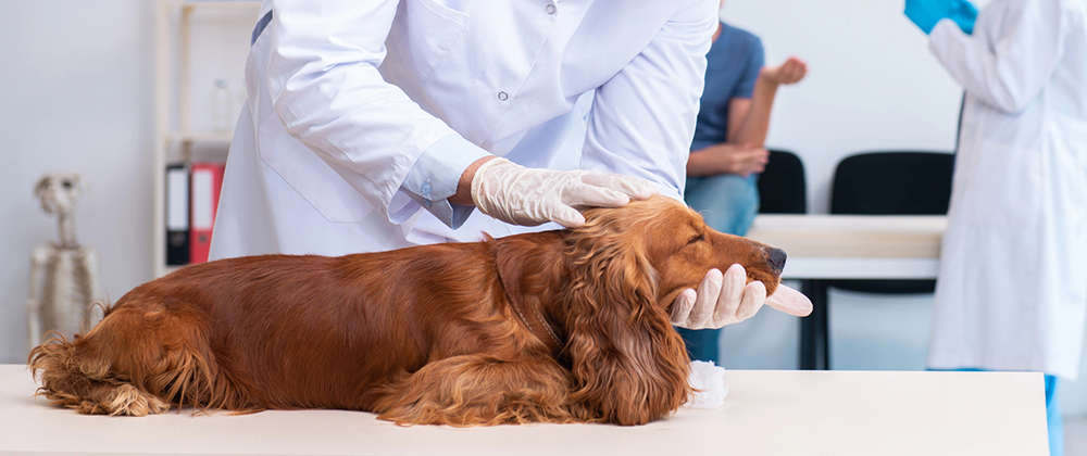 Searching for an Emergency Vet Hospital Near Me? Here's What to Look For Why Emergency Veterinary Hospitals